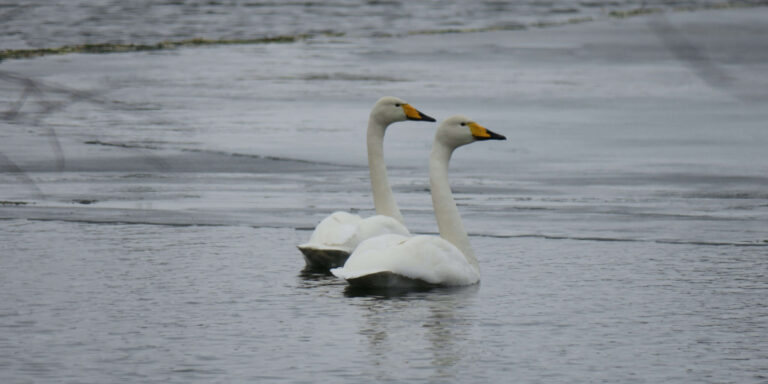 Laululuiged talvel 8