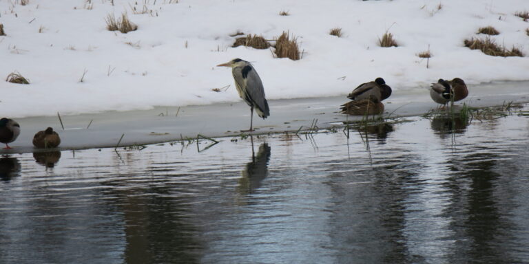 Hallhaigur talvel Mõdrikul