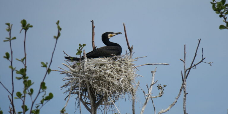 Kormoran Sutlepas 2