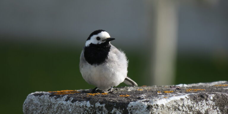 Linavästrik Islandil 2