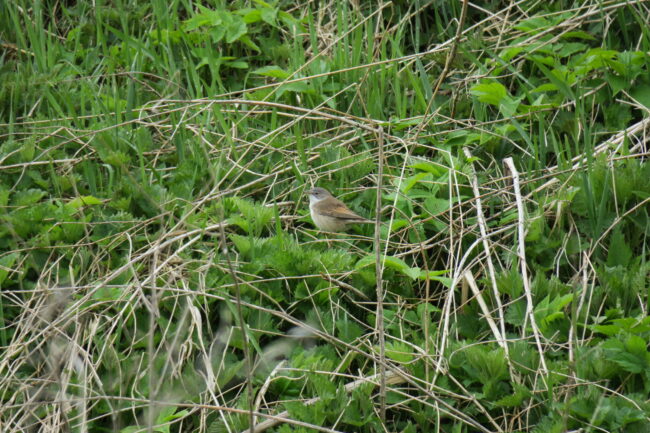 Pruunselg-põõsalind 1