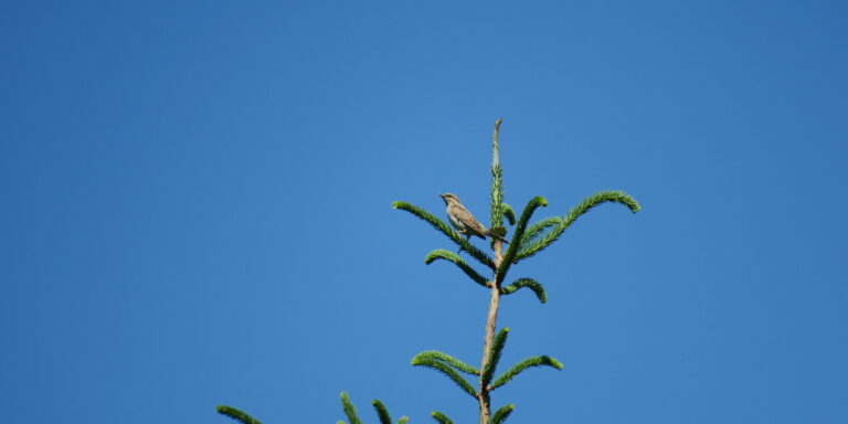 Väänkael kuuseladvas