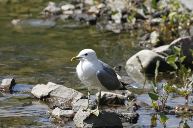 Kalakajakas Helsingis