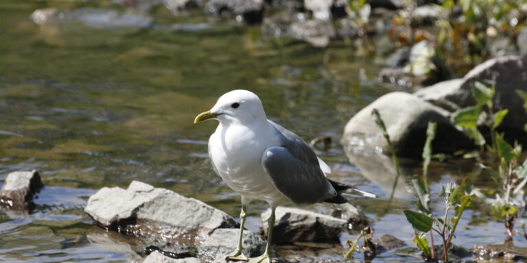 Kalakajakas Helsingis