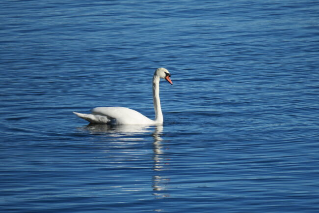 Kühmnokk talval Käsmus 3