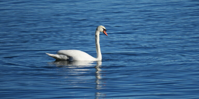 Kühmnokk talval Käsmus 3