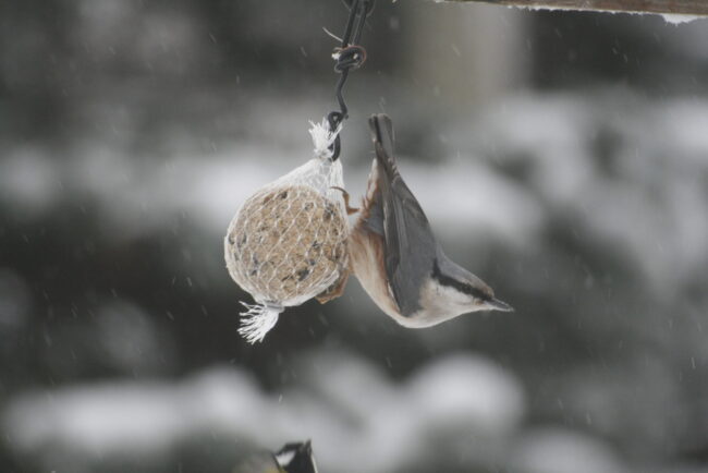 Puukoristaja rasvapallil 5