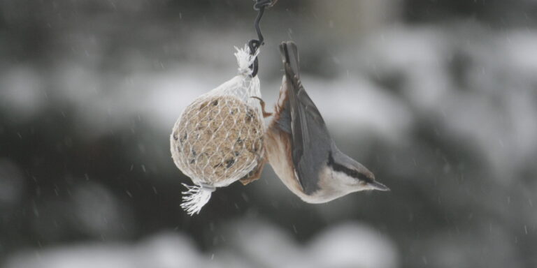 Puukoristaja rasvapallil 5