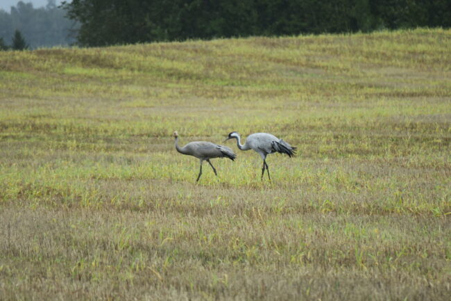 Sookurepere sügisel 1