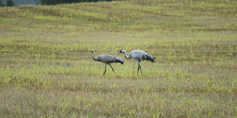 Sookurepere sügisel 1