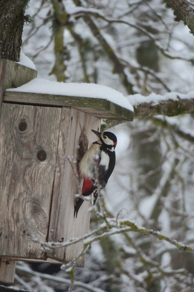 Suur-kirjurähn pesakastil