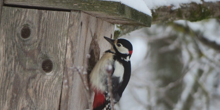 Suur-kirjurähn pesakastil