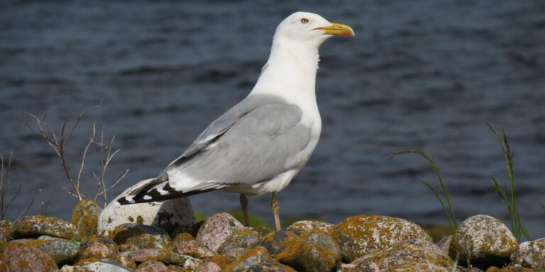 Hõbekajakas Vaindlool 1