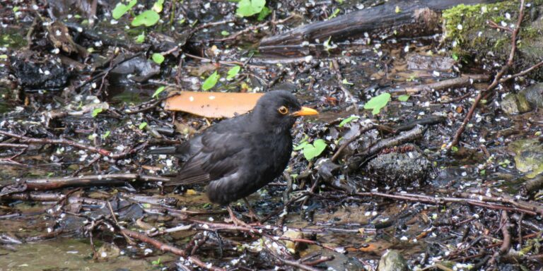 Musträstas Lepistiku pargis