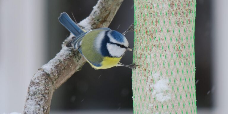 Sinitihane vorstil 6