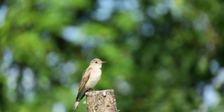 Hall-kärbsenäpp_23