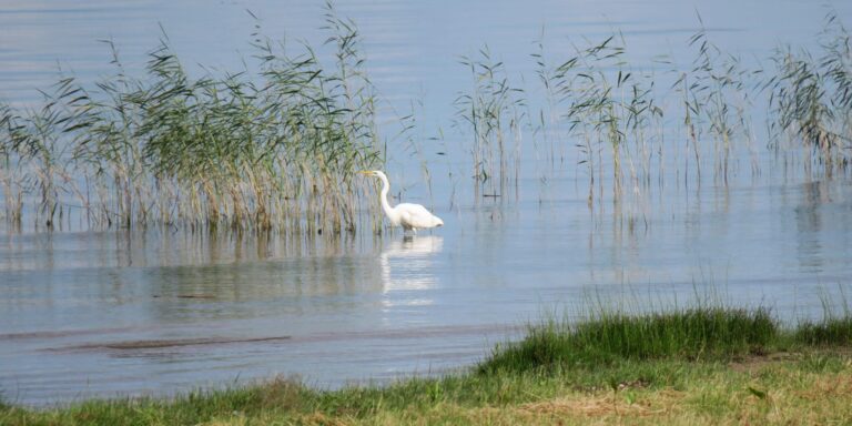 Hõbehaigur Peipsi rannal