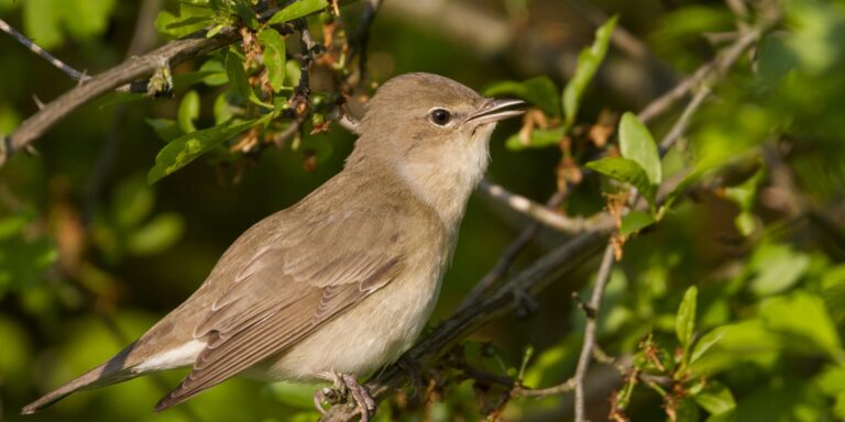 Tuinfluiter, Garden Warbler, Sylvia borin borin