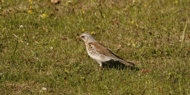 Hallrästas Kadriorus 1
