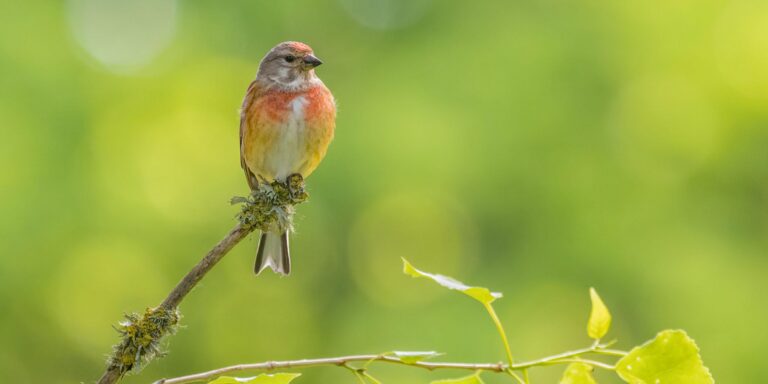Kanepilind_foto Peter Lind