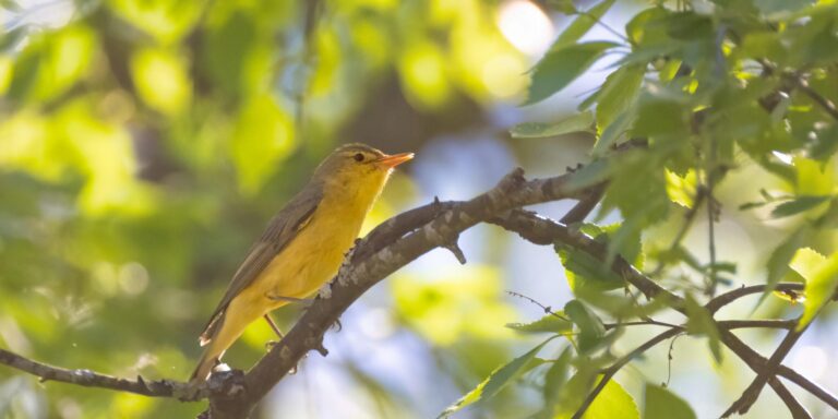 Käosulane_foto Peter Lind