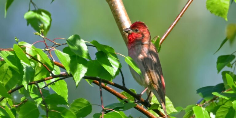Karmiinleevike_foto Peter Lind