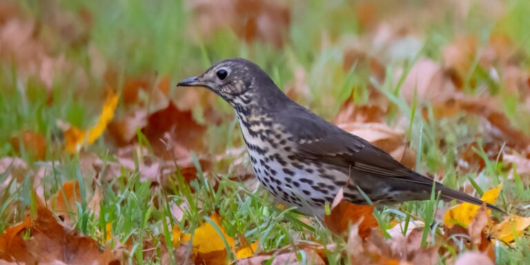 Laulurästas_foto Peter Lind