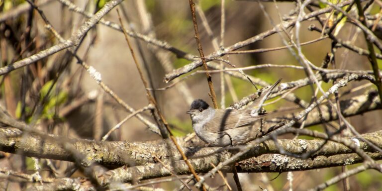 Mustpea-põõsalind 06.05.20 Liana