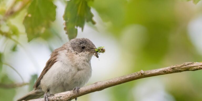 Väike-põõsalind_DSC_4246-2-s-1_Peter Lind