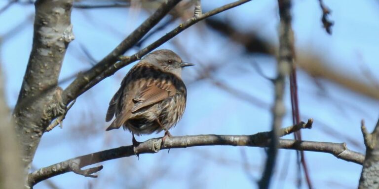 Võsaraat_DDD_4317-3-st_Peter Lind